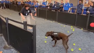 K-9 Dog Gets Multiple Tennis Balls To Fetch As Retirement Surprise; Viral Video Melts The Internet